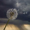 storm007