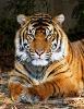 tigr