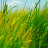 Wedzmin