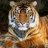 tigr